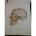 ATLAS DE ANATOMIE UMANA - SINELNIKOV - 3 volume - (in limba spaniola) ATLAS DE ANATOMIA HUMANA ATLAS DE ANATOMIE UMANA - SINELNIKOV - 3 volume - (in limba spaniola) ATLAS DE ANATOMIA HUMANA